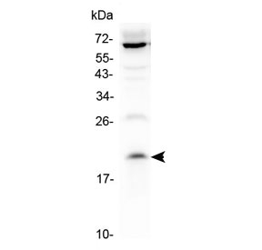 Western blot testing of human 1) HepG2 and 2) K562 cell lysate with IL-13 antibody at 0.5ug/ml. Predicted molecular weight: 13-16 kDa.