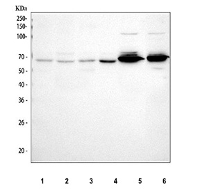 Western blot analysis using PTGER4 antibody. Lane 1: human HL-60 whole cell lysates; Lane 2: human RT4 whole cell lysates; Lane 3: human THP-1 whole cell lysates; Lane 4: human Jurkat whole cell lysates; Lane 5: rat brain tissue lysates; Lane 6: mouse brain tissue lysates. The predicted molecular weight of Prostaglandin E2 receptor EP4 is ~53 kDa. A predominant band is observed at ~65 kDa, consistent with the commonly observed glycosylated form of this transmembrane GPCR on SDS-PAGE.