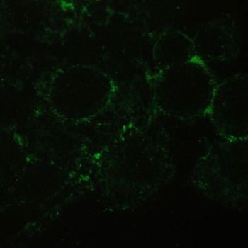 IF/ICC staining of FFPE human HeLa cells with CD147 antibody (green) at 2ug/ml. HIER: steam section in pH6 citrate buffer for 20 min.