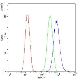 ALDH1A3 Antibody U-87 MG FACS. Flow cytometry analysis of fixed and permeabilized human U-87 MG cells using ALDH1A3 antibody demonstrates a distinct rightward shift of the antibody-stained population relative to the isotype control, consistent with expression of Aldehyde Dehydrogenase 1 Family Member A3 (ALDH1A3). Also known as retinaldehyde dehydrogenase 3 (RALDH3), ALDH1A3 is an NAD-dependent enzyme involved in retinoic acid synthesis and regulation of cellular differentiation pathways. The observed staining profile supports expression of ALDH1A3 in U-87 MG cells and demonstrates the utility of this antibody for flow cytometric analysis of intracellular proteins associated with retinoid metabolism, stem cell biology, and cancer-associated cellular plasticity. Cells were fixed, permeabilized, and stained with 1 ug antibody per million cells following blocking with goat sera. Red = cells alone, green = isotype control, blue = ALDH1A3 antibody.