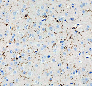 AIF1 Antibody Pig Brain IHC. Immunohistochemistry analysis of paraffin-embedded pig brain tissue using AIF1 Antibody demonstrates HRP-DAB brown cytoplasmic staining in scattered microglial cells throughout the neural parenchyma, displaying characteristic ramified morphology with fine branching processes consistent with AIF1 / IBA1 expression as a microglia marker involved in neuroimmune surveillance and inflammatory response, while surrounding neuronal cells remain largely negative; nuclei are counterstained blue. HIER: heat-mediated antigen retrieval in EDTA buffer (pH 8.0).