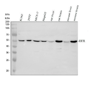 EIF3E Antibody Human, Rat and Mouse WB. Western blot analysis was performed using EIF3E Antibody. Lane 1: human K562 whole cell lysate; lane 2: human 293T whole cell lysate; lane 3: human MCF-7 whole cell lysate; lane 4: human HepG2 whole cell lysate; lane 5: rat liver tissue lysate; lane 6: rat brain tissue lysate; lane 7: mouse liver tissue lysate; lane 8: mouse brain tissue lysate. Proteins were separated on a 10% SDS-PAGE gel, transferred to a nitrocellulose membrane, and incubated with the primary antibody at 0.5 ug/ml overnight at 4Â°C. A specific immunoreactive band is detected at approximately 52 kDa in all tested samples, consistent with the expected molecular weight of EIF3E. These results demonstrate that this Translation Initiation Factor Antibody is suitable for Western blot detection of EIF3E across human, rat, and mouse tissues and cell lines.