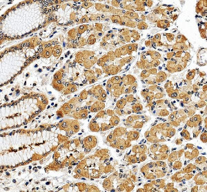 EIF3E Antibody Human Stomach IHC. Immunohistochemistry was performed on FFPE human stomach tissue using EIF3E Antibody. Heat-induced epitope retrieval was performed in pH 8 EDTA buffer prior to incubation with the primary antibody at 2 ug/ml. Bound antibody was visualized using an HRP-conjugated goat anti-rabbit IgG secondary antibody with DAB chromogen. Strong cytoplasmic staining is observed in gastric glandular epithelial cells, while the adjacent surface epithelium shows comparatively weaker immunoreactivity, consistent with the widespread expression of EIF3E in metabolically active secretory cells. These results demonstrate that this Translation Initiation Factor Antibody is suitable for immunohistochemical detection of EIF3E in formalin-fixed, paraffin-embedded human stomach tissue.
