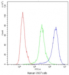 Cyclophilin A Antibody U937 Flow Cytometry. Flow cytometric analysis of human U937 cells stained with Cyclophilin A Antibody / Protein Folding Chaperone Antibody demonstrates a clear rightward shift of the antibody-stained population (blue) relative to both the isotype control (green) and unstained cells (red). The observed fluorescence profile is consistent with expression of Cyclophilin A (PPIA), a highly conserved peptidyl-prolyl cis-trans isomerase that functions as a molecular chaperone involved in protein folding, intracellular signaling, and cellular stress responses. The distinct separation between the Cyclophilin A antibody and control populations supports specific detection of endogenous Cyclophilin A by flow cytometry. Cells were blocked with goat serum and stained with Cyclophilin A antibody at 1 ug/10^6 cells. Red = cells alone, Green = isotype control, Blue = Cyclophilin A antibody.