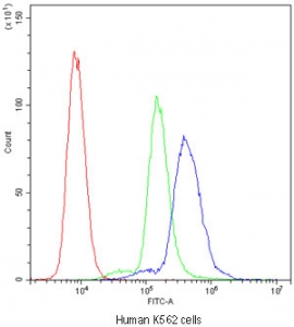 Cyclophilin A Antibody K562 Flow Cytometry. Flow cytometric analysis of human K562 cells stained with Cyclophilin A Antibody / Protein Folding Chaperone Antibody demonstrates a distinct rightward shift of the positive population (blue) relative to both the isotype control (green) and unstained cells (red). The observed fluorescence profile is consistent with expression of Cyclophilin A (PPIA), a ubiquitously expressed peptidyl-prolyl cis-trans isomerase that functions as a molecular chaperone involved in protein folding, protein trafficking, and cellular stress response pathways. The clear separation between the antibody-stained and control populations supports specific detection of endogenous Cyclophilin A by flow cytometry. Cells were blocked with goat serum and stained with Cyclophilin A antibody at 1 ug/10^6 cells. Red = cells alone, Green = isotype control, Blue = Cyclophilin A antibody.