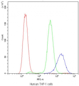 Cyclophilin A Antibody THP-1 Flow Cytometry. Flow cytometric analysis of human THP-1 cells stained with Cyclophilin A Antibody / Protein Folding Chaperone Antibody demonstrates a pronounced rightward shift of the antibody-stained population (blue) compared with both the isotype control (green) and unstained cells (red). The observed fluorescence pattern is consistent with expression of Cyclophilin A (PPIA), a highly conserved peptidyl-prolyl cis-trans isomerase that functions as a molecular chaperone involved in protein folding, intracellular signaling, and cellular stress response pathways. The clear separation between positive and control populations supports specific detection of endogenous Cyclophilin A by flow cytometry. Cells were blocked with goat serum and stained with Cyclophilin A antibody at 1 ug/10^6 cells. Red = cells alone, Green = isotype control, Blue = Cyclophilin A antibody.