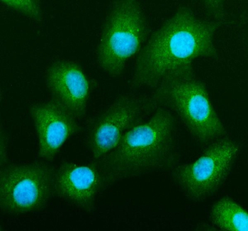 Immunofluorescent staining of FFPE human A549 cells with Bax antibody (green) and DAPI nuclear stain (blue). HIER: steam section in pH6 citrate buffer for 20 min.