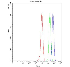 Flow cytometry testing of fixed and permeabilized human ThP-1 cells with Bax antibody at 1ug/10^6 cells (blocked with goat sera); Red=cells alone, Green=isotype control, Blue= Bax antibody.