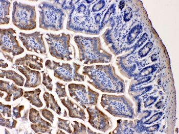 Immunohistochemical staining using NARG1 antibody on FFPE mouse intestine tissue sections. Heat-induced epitope retrieval was performed by steam treatment in pH 6 citrate buffer for 20 minutes, followed by cooling prior to antibody incubation. Sections were incubated with NARG1 antibody at 1 microgram per milliliter. Staining shows cytoplasmic immunoreactivity in intestinal epithelial cells. Nuclei were counterstained with hematoxylin.