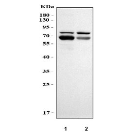 Western blot testing of human 1) placenta and 2) HCCT cell lysate with ANGPTL4 antibody. Two bands are detected around the 70 kDa marker, consistent with glycosylated and disulfide-linked oligomeric forms of the secreted protein, which migrate above the ~45 kDa calculated mass.