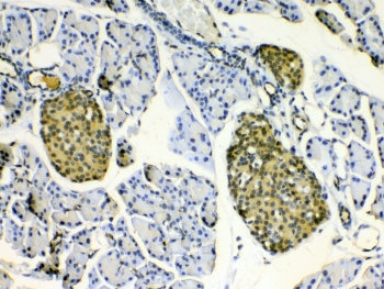 HSP22 Antibody Mouse Pancreas IHC. Immunohistochemistry staining of FFPE mouse pancreas tissue with HSP22 Antibody at 1 ug/ml. HIER was performed by steaming tissue sections in pH 6 citrate buffer for 20 minutes prior to staining. The tissue section was incubated with HSP22 antibody, followed by HRP-conjugated secondary antibody and DAB chromogen detection. HSP22 Antibody / Small Heat Shock Protein Antibody demonstrates strong pancreatic islet staining consistent with HSPB8 expression and supports studies of molecular chaperone activity, protein quality control and cellular stress response pathways.