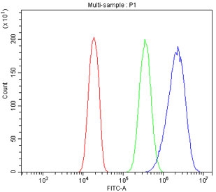HSP22 Antibody U-2 OS Cell FACS. Flow cytometry testing of fixed and permeabilized human U-2 OS cells with HSP22 Antibody at 1 ug/million cells. Cells were blocked with goat serum prior to incubation with HSP22 antibody, followed by fluorescent secondary antibody detection. Red: cells alone; Green: isotype control; Blue: HSP22 antibody. HSP22 Antibody / Small Heat Shock Protein Antibody demonstrates increased fluorescence intensity consistent with intracellular HSPB8 expression and supports studies of molecular chaperone activity, protein quality control and cellular stress response pathways.