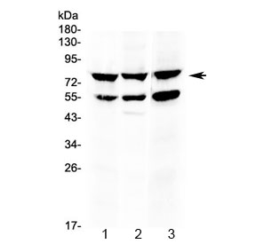 Western blot testing of 1) rat thymus, 2) mouse thymus and 3) human HepG2 lysate with RANK antibody at 0.5ug/ml. Predicted molecular weight ~66 kDa, routinely observed at 80~100 kDa.