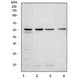 Western blot testing of 1) human HeLa, 2) human HT1080, 3) human A549 and 4) mouse thymus tissue lysate with CD47 antibody at 0.5ug/ml. Predicted molecular weight: 35~60 kDa depending on glycosylation level.