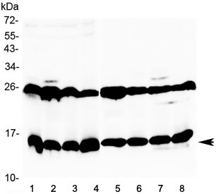 Galectin 1 Antibody Mouse and Rat Tissue WB. Western blot analysis of 1) mouse thymus, 2) mouse kidney, 3) mouse testis, 4) mouse ovary, 5) rat heart, 6) rat skeletal muscle, 7) rat stomach, and 8) rat testis tissue lysates using Galectin 1 antibody at 0.5 ug/ml. A prominent immunoreactive band is detected at approximately 15 kDa in all samples, consistent with the predicted molecular weight of Galectin-1 (LGALS1). Galectin-1 is a beta-galactoside-binding lectin involved in immune regulation, cell adhesion, apoptosis, extracellular matrix remodeling, and glycan-mediated signaling pathways. The consistent detection of endogenous Galectin-1 across multiple mouse and rat tissues demonstrates the broad species reactivity and utility of this antibody for western blot applications. Predicted molecular weight: ~15 kDa. An additional higher molecular weight band is observed in some tissues, which may reflect tissue-specific isoforms, oligomeric forms, or post-translationally modified Galectin-1 species.