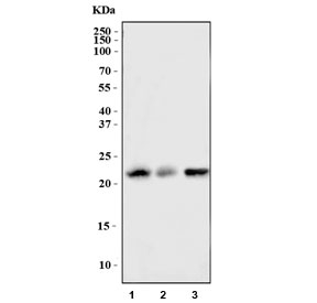 Bid Antibody Mouse Sample WB. Western blot testing of mouse 1) L929, 2) spleen and 3) RAW264.7 cell lysate with Bid antibody at 0.5ug/ml. Predicted molecular weight ~22 kDa.