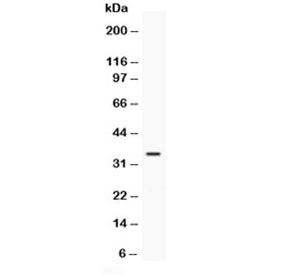 Western blot testing of recombinant mouse protein with IGFBP1 antibody at 0.5ug/ml. Expected molecular weight: 28-35 kDa.