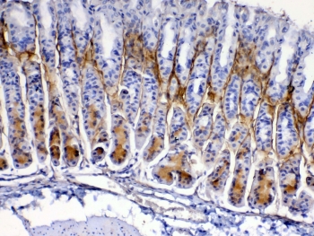 Immunohistochemistry of Periostin antibody in mouse stomach tissue. Formalin-fixed, paraffin-embedded mouse stomach was stained with rabbit polyclonal Periostin antibody at 1 ug/ml following heat-induced epitope retrieval by steaming in pH6 citrate buffer for 20 minutes and cooling prior to testing. Brown chromogenic signal is observed predominantly in stromal and subepithelial regions, consistent with extracellular matrix localization of Periostin, while epithelial cell nuclei remain largely negative.