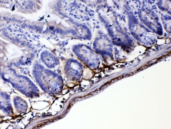 IHC testing of FFPE mouse small intestine tissue with Periostin antibody rabbit polyclonal at 1ug/ml. Required HIER: steam section in pH6 citrate buffer for 20 min and allow to cool prior to testing.