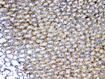 IHC testing of FFPE rat stomach tissue with Periostin antibody rabbit polyclonal at 1ug/ml. Required HIER: steam section in pH6 citrate buffer for 20 min and allow to cool prior to testing.