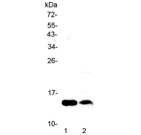 Fabp4 Antibody Rodent Heart WB. Western blot testing of 1) rat heart and 2) mouse heart lysate with Fabp4 antibody at 0.5ug/ml.  Predicted molecular weight ~15 kDa.
