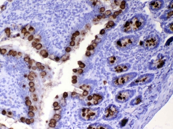 IHC testing of FFPE rat small intestine tissue with Tff3 antibody at 1ug/ml. Required HIER: steam section in pH6 citrate buffer for 20 min and allow to cool prior to testing.