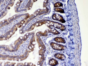 WFDC2 Antibody Rat Small Intestine IHC. Immunohistochemistry was performed on FFPE rat small intestine tissue using WFDC2 Antibody at 1 ug/mL. Heat-induced epitope retrieval was performed by steaming tissue sections in pH 6 citrate buffer for 20 minutes followed by cooling prior to incubation with the primary antibody. Bound antibody was visualized using an HRP-conjugated secondary antibody and DAB chromogen. Strong cytoplasmic staining is observed within the intestinal glandular epithelium, consistent with WFDC2 expression, while surrounding tissues exhibit minimal background staining. These results demonstrate that this WAP Four-Disulfide Core Domain Protein 2 Antibody is suitable for immunohistochemical detection of WFDC2 in formalin-fixed, paraffin-embedded rat tissue.