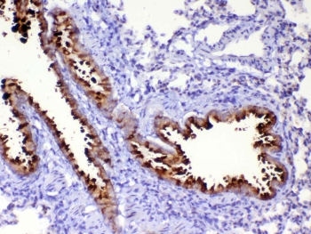 WFDC2 Antibody Rat Lung IHC. Immunohistochemistry was performed on FFPE rat lung tissue using WFDC2 Antibody at 1 ug/mL. Heat-induced epitope retrieval was performed by steaming tissue sections in pH 6 citrate buffer for 20 minutes followed by cooling prior to incubation with the primary antibody. Bound antibody was visualized using an HRP-conjugated secondary antibody and DAB chromogen. Strong apical and cytoplasmic staining is observed in the bronchial epithelial cells, while the surrounding lung parenchyma exhibits minimal background staining. These results demonstrate that this WAP Four-Disulfide Core Domain Protein 2 Antibody is suitable for immunohistochemical detection of WFDC2 in formalin-fixed, paraffin-embedded rat tissue.