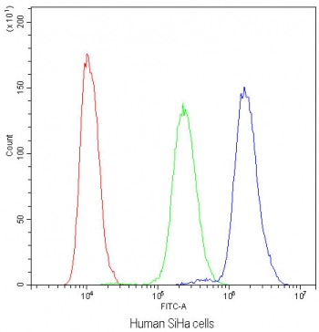 Flow cytometry testing of human SiHa cells with NFAT4 antibody at 1ug/10^6 cells (blocked with goat sera); Red=cells alone, Green=isotype control, Blue=NFAT4 antibody.