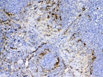 CD105 Antibody Mouse Spleen IHC. Immunohistochemistry analysis of FFPE mouse spleen tissue using CD105 Antibody demonstrates HRP-DAB brown membranous staining in endothelial cells associated with splenic vascular structures, including vessels within red pulp regions, consistent with Endoglin / CD105 expression as a vascular endothelial marker, supporting cross-species detection in lymphoid tissue; nuclei are counterstained blue. HIER: steam sections in pH 6 citrate buffer for 20 min and allow to cool prior to testing.