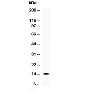 Western blot testing of 1ng of recombinant human protein with TNFSF18 antibody at 0.5ug/ml.