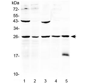 Western blot testing of human 1) HeLa, 2) MCF7, 3) HepG2, 4) A375 and 5) 22RV1 cell lysate with Noggin antibody at 0.5ug/ml. Predicted molecular weight ~26 kDa.