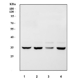 Western blot testing of human 1) HeLa, 2) human MCF7, 3) human 293T and 4) human PC-3 cell lysate with COPE antibody at 0.5ug/ml. Predicted molecular weight ~34 kDa.
