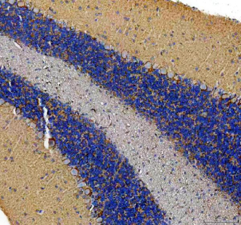 Immunohistochemical staining of FFPE rat cerebellum tissue with TCP1 antibody, HRP-secondary and DAB substrate. HIER: boil tissue sections in pH8 EDTA for 20 min and allow to cool before testing.