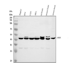 AMD1 Antibody Human, Rat and Mouse WB. Western blot analysis using AMD1 Antibody. Lane 1: human HepG2 cells; Lane 2: human RT4 cells; Lane 3: human U251 cells; Lane 4: human HEL cells; Lane 5: rat brain tissue lysate; Lane 6: mouse brain tissue lysate; Lane 7: mouse heart tissue lysate. A specific band is detected at approximately 40-42 kDa in all samples, consistent with the expected molecular weight of AMD1. Similar detection across multiple human cell lines and rodent tissues demonstrates the broad expression of AMD1, a key enzyme in polyamine biosynthesis that supports cellular growth and metabolic homeostasis. These results support the use of AMD1 Antibody / Adenosylmethionine Decarboxylase 1 Antibody for studying AMD1 expression, polyamine metabolism and metabolic regulation.