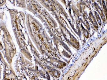 IHC testing of FFPE mouse small intestine tissue with MED4 antibody at 1ug/ml. Required HIER: steam section in pH6 citrate buffer for 20 min and allow to cool prior to testing.