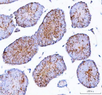 EPGN Antibody Mouse Testis IHC. Epigen was detected in a formalin-fixed, paraffin-embedded section of mouse testis tissue. Heat-induced epitope retrieval was performed by boiling the section in EDTA buffer, pH 8.0, for 20 minutes followed by cooling before staining. Brown chromogenic signal is broadly distributed throughout the seminiferous tubules, demonstrating cytoplasmic Epigen expression among developing germ cell populations, with limited staining in the surrounding interstitial tissue. This EPGN Antibody, also described as an EGFR Ligand Epigen Antibody, supports studies of epithelial growth factor signaling and Epigen distribution in mouse reproductive tissue.
