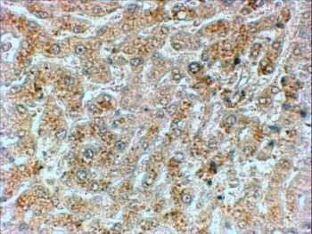 IHC staining of FFPE human liver with GADD34 antibody at 2ug/ml. HIER: steamed with pH6 citrate buffer, HRP-staining.