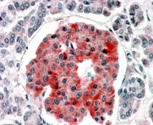 IHC staining of FFPE human pancreas with KIR6.2 antibody at 4ug/ml. HIER: steamed with pH6 citrate buffer, AP-staining.