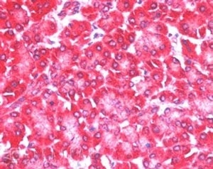 IHC staining of FFPE human pancreas with EIF4ENIF1 antibody with 5ug/ml. HIER: steamed with pH6 citrate buffer, AP-staining.