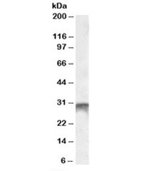 DLX5 Antibody Human Bone Marrow WB. Western blot analysis of human bone marrow lysate using Distal-Less Homeobox 5 / DLX5 Antibody (1 ug/mL). Proteins were separated by SDS-PAGE, transferred to a membrane, and probed with the primary antibody followed by HRP-based detection. A specific immunoreactive band is detected at approximately 31 kDa, consistent with the predicted molecular weight of DLX5. The clean band with minimal background demonstrates specific detection of endogenous DLX5 in human bone marrow tissue. These results demonstrate that DLX5 Antibody is suitable for Western blot analysis of endogenous Distal-less homeobox 5 protein.