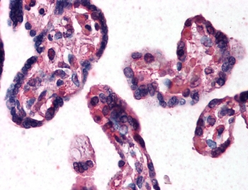 IHC testing of FFPE human placenta tissue with DKK1 antibody at 10ug/ml. Steamed antigen retrieval with citrate buffer pH 6, AP-staining.