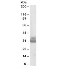 Western blot testing of human ovay lysate with Cathepsin F antibody at 0.3ug/ml. CTSF is synthesized as a ~53 kDa precursor; processing is described (JeriÄ et al., 2013) and smaller fragments are reported, though published WB images with ~30-35 kDa bands are limited. The ~30-35 kDa species observed here is therefore consistent with a mature or trimmed CTSF form, but has less direct precedent in the literature than the non-processed band.