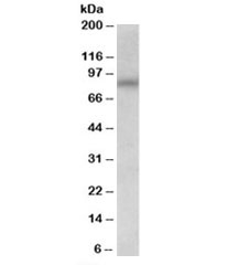 Western blot testing of NIH3T3 lysate with AVPR1A antibody at 0.03ug/ml. Predicted molecular weight ~47/85kDa (unmodified/glycosylated).