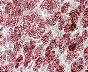 IHC staining of FFPE human adrenal gland with CYB5R3 antibody at 4ug/ml. HIER: steamed with pH6 citrate buffer, AP-staining.