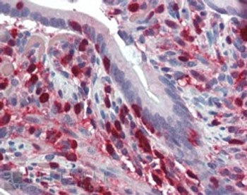 IHC staining of FFPE human small intestine with S100A4 antibody at 2.5ug/ml. HIER: steamed with pH6 citrate buffer, AP-staining.
