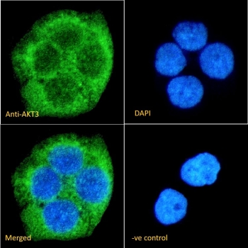 IF/ICC staining of fixed and permeabilized human A431 cells with AKT3 antibody (green) at 10ug/ml and DAPI nuclear stain (blue).