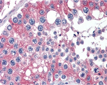 IHC testing of FFPE human testis tissue with APOBEC3G antibody at 2.5ug/ml. Required HIER: steamed antigen retrieval with pH6 citrate buffer; AP-staining.