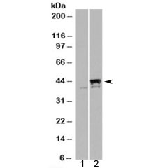 Western blot of HEK293 lysate overexpressing PPID probed with PPID antibody (mock transfection in lane 1). Predicted molecular weight: ~40 kDa.