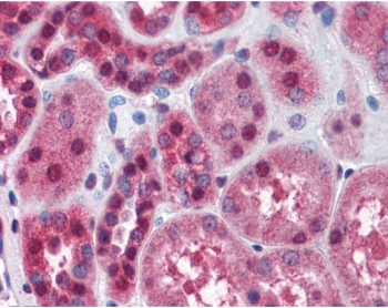 IHC testing of FFPE human kidney tissue with FKBP52 antibody at 3.75ug/ml. Required HIER: steamed antigen retrieval with pH6 citrate buffer; AP-staining.